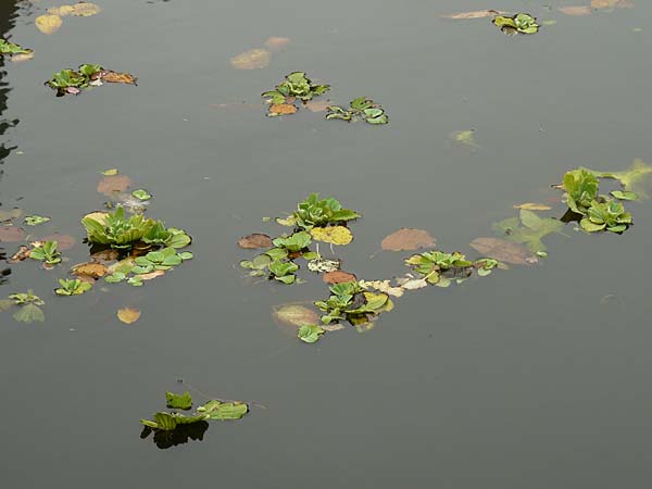 Pistia stratiotes \ Wassersalat, Muschelblume / Water Cabbage, D Lüdinghausen 23.10.2018