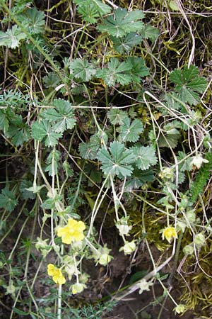 Potentilla subarenaria \ Falsches Sand-Fingerkraut, D Kraichtal-Oberöwisheim 5.5.2015