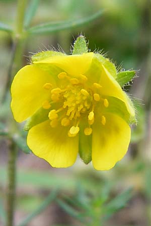 Potentilla subarenaria \ Falsches Sand-Fingerkraut / Spring Cinquefoil, D Kraichtal-Oberöwisheim 5.5.2015