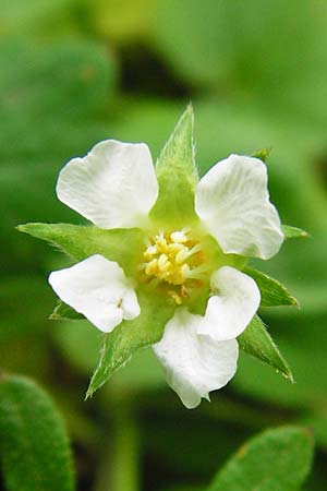 Potentilla sterilis \ Erdbeer-Fingerkraut / Barren Strawberry, D Schweinfurt 9.5.2015