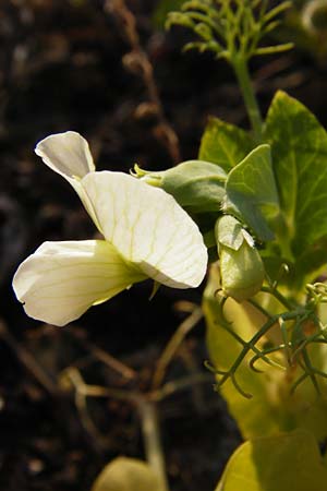 Lathyrus oleraceus var. oleraceus \ Garten-Erbse / Pea, D Mannheim 13.5.2015