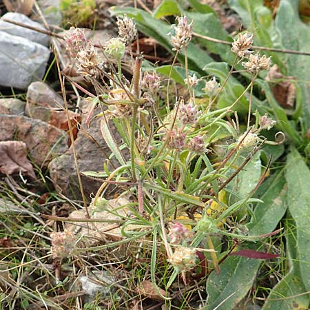 Plantago arenaria / Branched Plantain, D Karlsruhe 3.10.2015