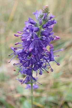 Veronica spicata \ hriger Blauweiderich, hriger Ehrenpreis / Spiked Speedwell, D Schwetzingen 7.11.2015