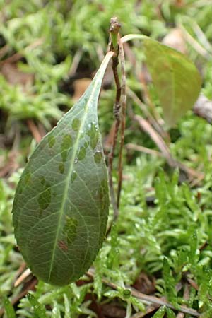 Prunus serotina \ Spte Traubenkirsche / Rum Drupes, D Reilingen 19.2.2016