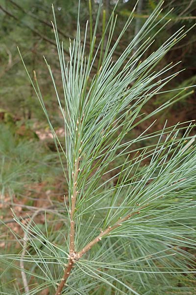 Pinus strobus \ Weymouths-Kiefer, Wei-Kiefer / Eastern White Pine, D Odenwald, Beerfelden 18.2.2017