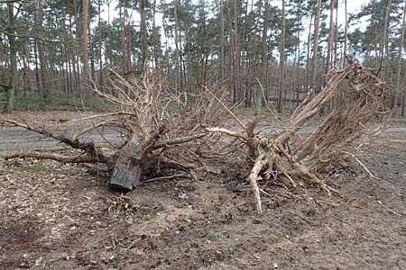 Pinus sylvestris \ Wald-Kiefer, D Schwetzingen 5.3.2017