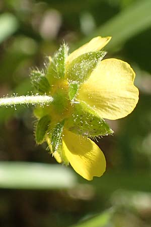 Potentilla subarenaria \ Falsches Sand-Fingerkraut / Spring Cinquefoil, D Kraichtal-Oberöwisheim 30.4.2018