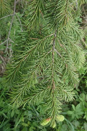 Picea sitchensis \ Sitka-Fichte, D Breitscheid 9.5.2018