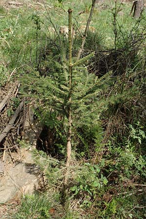 Picea sitchensis \ Sitka-Fichte, D Breitscheid 9.5.2018