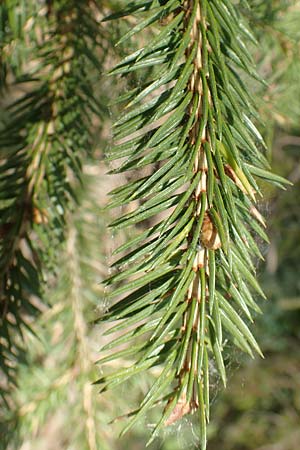 Picea sitchensis \ Sitka-Fichte, D Breitscheid 9.5.2018