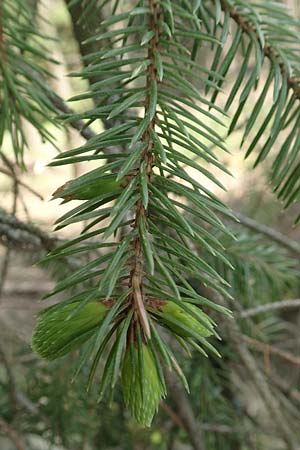 Picea sitchensis \ Sitka-Fichte, D Breitscheid 9.5.2018