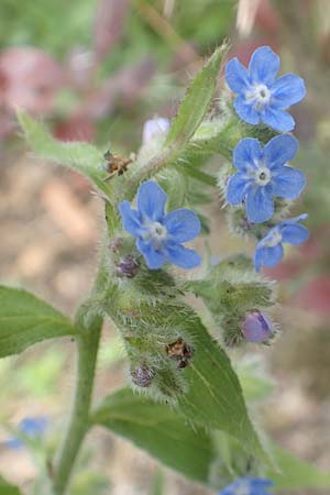 Pentaglottis sempervirens \ Ausdauernde Ochsenzunge, Spanische Ochsenzunge / Green Alkanet, Evergreen Bugloss, D Krefeld-Hüls 23.5.2018