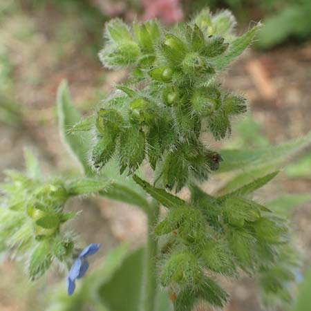 Pentaglottis sempervirens \ Ausdauernde Ochsenzunge, Spanische Ochsenzunge / Green Alkanet, Evergreen Bugloss, D Krefeld-Hüls 23.5.2018