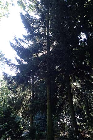 Picea omorika \ Serbische Fichte, Omorika-Fichte / Serbian Spruce, D Bonn 9.7.2018