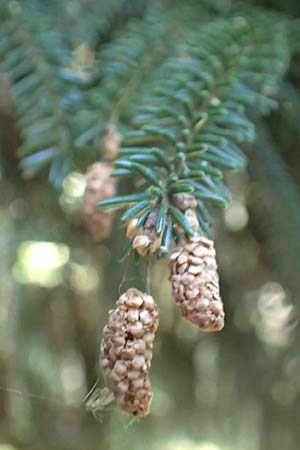 Picea omorika \ Serbische Fichte, Omorika-Fichte, D Bonn 9.7.2018