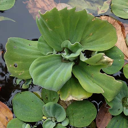 Pistia stratiotes \ Wassersalat, Muschelblume, D Lüdinghausen 23.10.2018