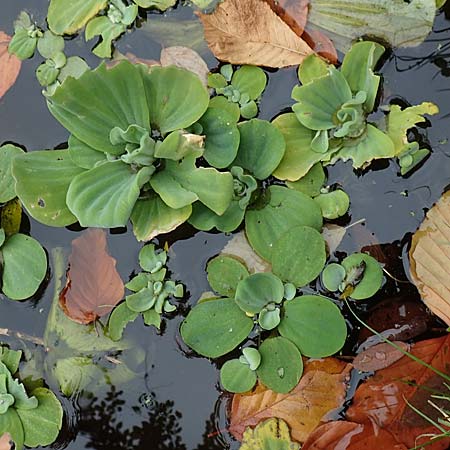 Pistia stratiotes \ Wassersalat, Muschelblume / Water Cabbage, D Lüdinghausen 23.10.2018