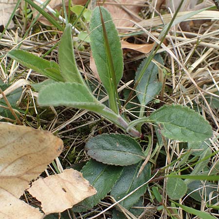 Veronica spicata \ hriger Blauweiderich, hriger Ehrenpreis / Spiked Speedwell, D Schwetzingen 12.4.2019