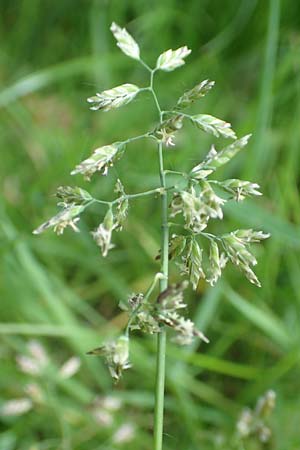 Poa supina \ Niedriges Rispengras, Lger-Rispengras / Supina Blue Grass, D Aachen 24.4.2019