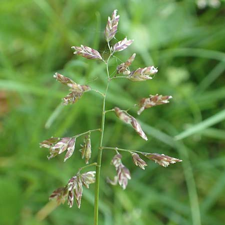 Poa supina \ Niedriges Rispengras, Lger-Rispengras / Supina Blue Grass, D Aachen 24.4.2019