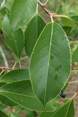 Prunus serotina \ Spte Traubenkirsche, D Rheinstetten-Silberstreifen 14.8.2019