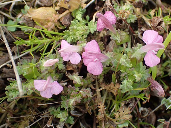 Pedicularis sylvatica \ Wald-Lusekraut / Common Louseport, D Hunsrück, Börfink 18.7.2020