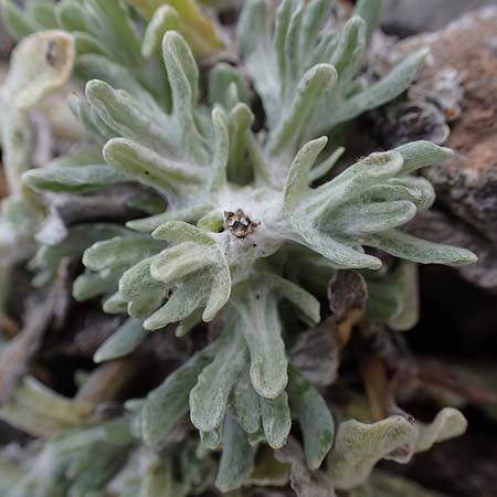 Helichrysum luteoalbum \ Gelbweies Schein-Strohblume, D Dorsten 20.6.2022