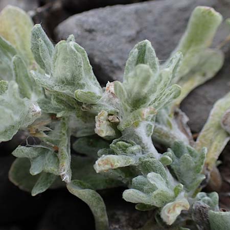 Helichrysum luteoalbum \ Gelbweies Schein-Strohblume, D Dorsten 20.6.2022