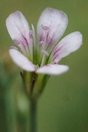 Petrorhagia saxifraga \ Steinbrech-Felsennelke / Tunic Flower, D Mannheim 1.7.2023
