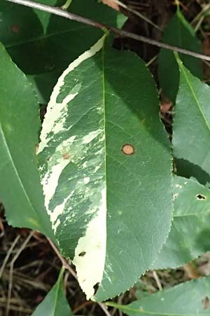 Prunus serotina \ Spte Traubenkirsche, D Viernheim 13.8.2023