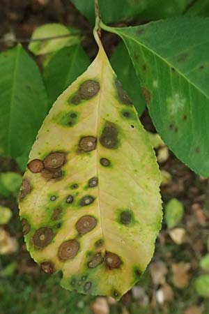 Prunus serotina \ Spte Traubenkirsche, D Viernheim 13.8.2023