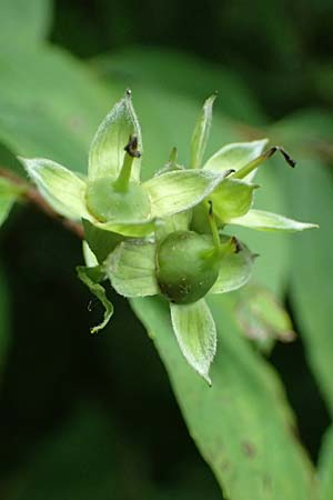 Philadelphus coronarius \ Europischer Pfeifenstrauch, Falscher Jasmin, D Weinheim an der Bergstraße 16.6.2024