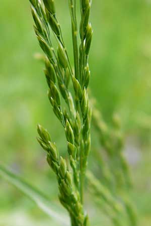 Poa trivialis \ Gewhnliches Rispengras / Rough Blue Grass, D Östringen-Eichelberg 30.4.2015