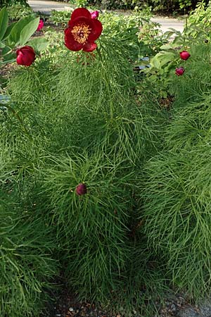 Paeonia tenuifolia \ Netzblatt-Pfingstrose, Dill-Pfingstrose / Fernleaf Peony, D Botan. Gar.  Universit.  Heidelberg 21.4.2016