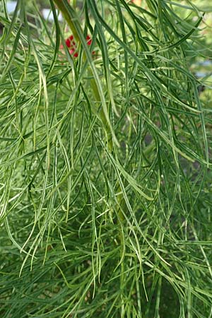 Paeonia tenuifolia \ Netzblatt-Pfingstrose, Dill-Pfingstrose, D Botan. Gar.  Universit.  Heidelberg 21.4.2016