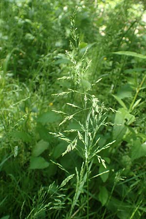 Poa trivialis \ Gewhnliches Rispengras / Rough Blue Grass, D Ober-Ramstadt 26.5.2017