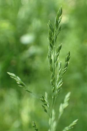 Poa trivialis \ Gewhnliches Rispengras / Rough Blue Grass, D Ober-Ramstadt 26.5.2017