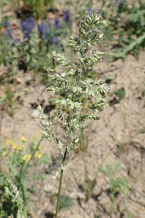 Poa bulbosa \ Knolliges Rispengras, D Schwetzingen 8.5.2018