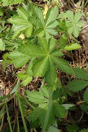 Potentilla thuringiaca \ Thringisches Fingerkraut / Thuringian Cinquefoil, D Gochsheim 17.5.2018