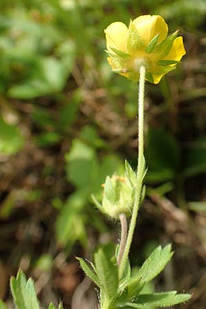 Potentilla thuringiaca \ Thringisches Fingerkraut, D Gochsheim 17.5.2018