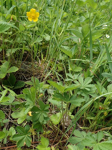 Potentilla thuringiaca \ Thringisches Fingerkraut / Thuringian Cinquefoil, D Gochsheim 17.5.2018