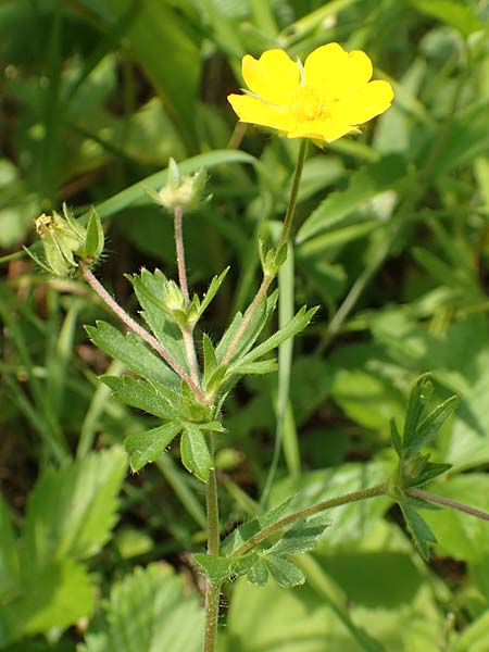 Potentilla thuringiaca \ Thringisches Fingerkraut, D Gochsheim 17.5.2018