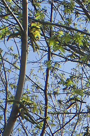 Pterocarya fraxinifolia \ Kaukasische Flgelnuss / Caucasian Wingnut, D Ludwigshafen 22.4.2021