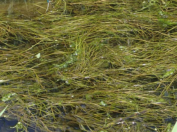 Potamogeton pectinatus / Fennel Pontweed, D Thüringen, Bad Frankenhausen 10.6.2022