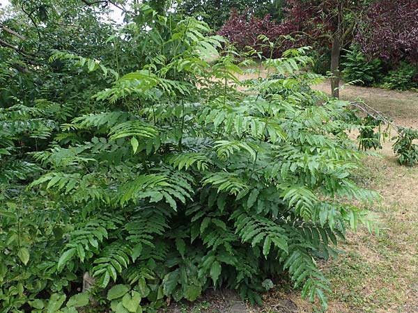 Pterocarya fraxinifolia \ Kaukasische Flgelnuss / Caucasian Wingnut, D Mannheim 29.6.2023