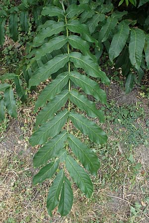 Pterocarya fraxinifolia \ Kaukasische Flgelnuss / Caucasian Wingnut, D Mannheim 29.6.2023