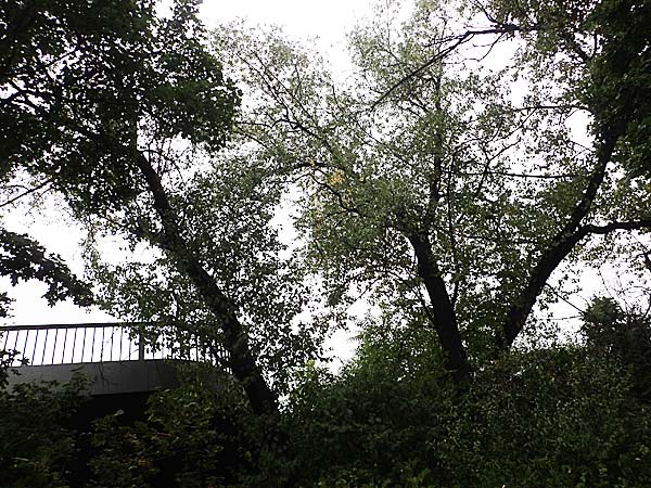 Populus trichocarpa \ Westliche Balsam-Pappel / Black Cottonwood, Western Balsam Poplar, D Frankfurt 30.6.2023