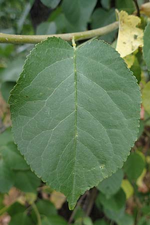 Populus trichocarpa \ Westliche Balsam-Pappel / Black Cottonwood, Western Balsam Poplar, D Frankfurt 30.6.2023