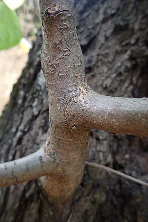 Populus trichocarpa \ Westliche Balsam-Pappel / Black Cottonwood, Western Balsam Poplar, D Frankfurt 30.6.2023