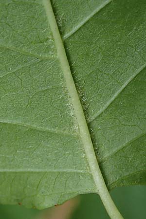 Populus trichocarpa \ Westliche Balsam-Pappel / Black Cottonwood, Western Balsam Poplar, D Frankfurt 30.6.2023